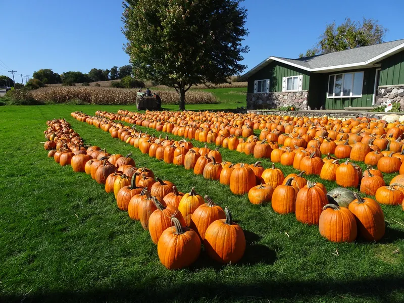 Halloween s dětmi na dýňové farmě: řady oranžových dýní na trávníku