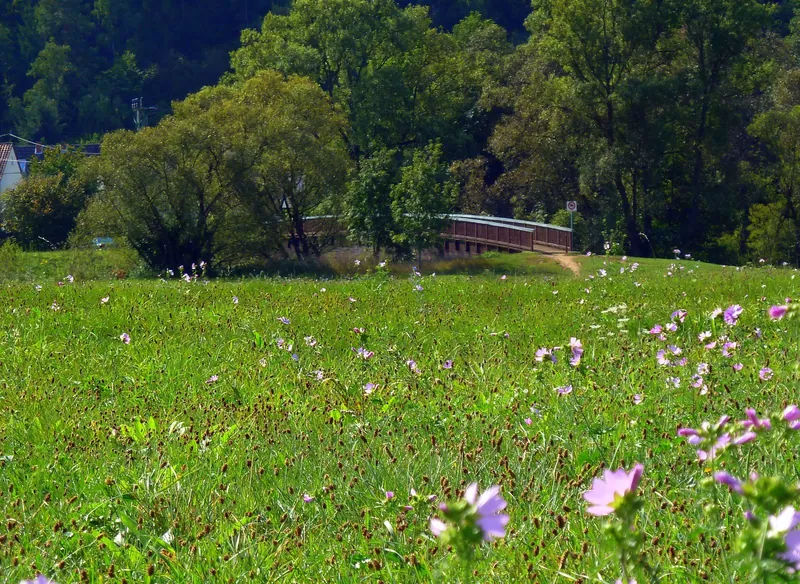 Blumenwiese und Holzbrücke am Barfußpfad Bad Sobernheim an der Nahe