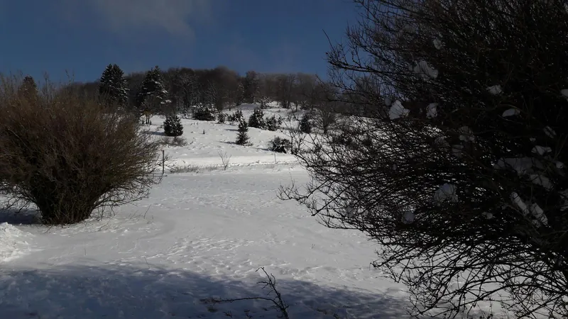 Verschneiter Winterwanderweg mit Tannen in der Sonne, Winterwanderung mit Kindern