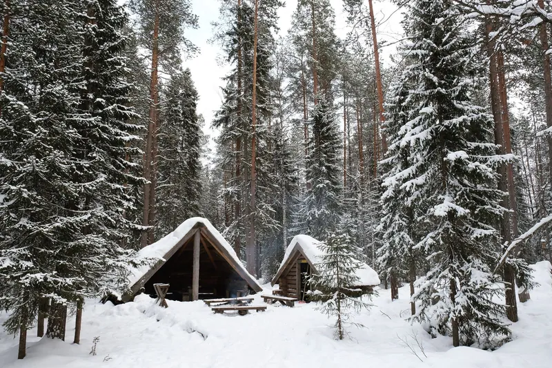Snow-covered campfire huts in a pine forest, a typical sight in Lapland with kids