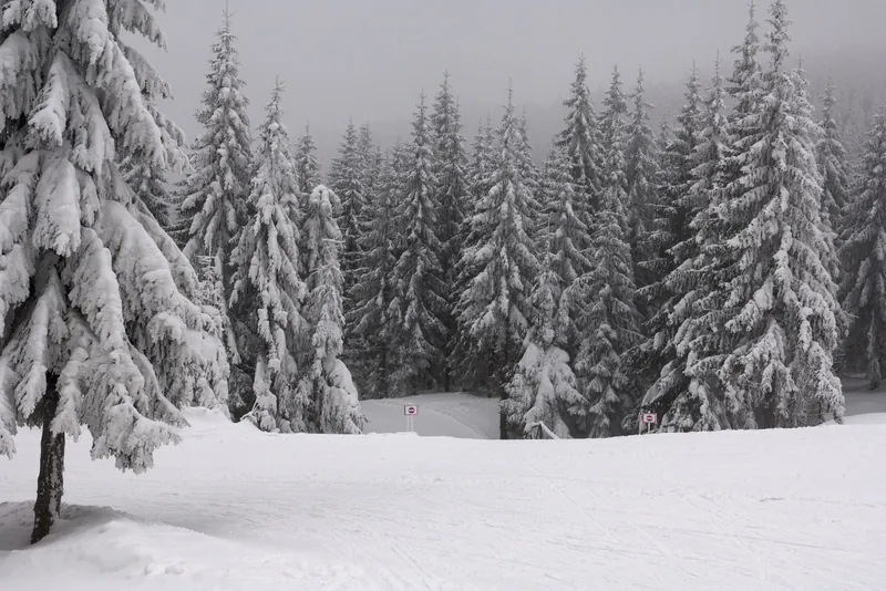 Atrakcje outdoor dla dzieci zimą: zaśnieżone trasy biegowe na Polanie Jakuszyckiej