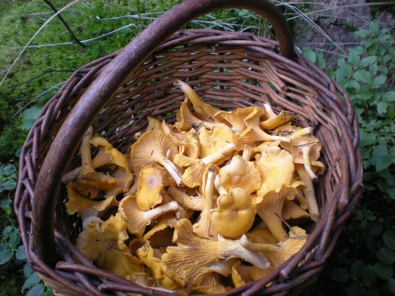 Restauracja przyjazna dzieciom po grzybobraniu: wiklinowy koszyk pełen kurek w lesie
