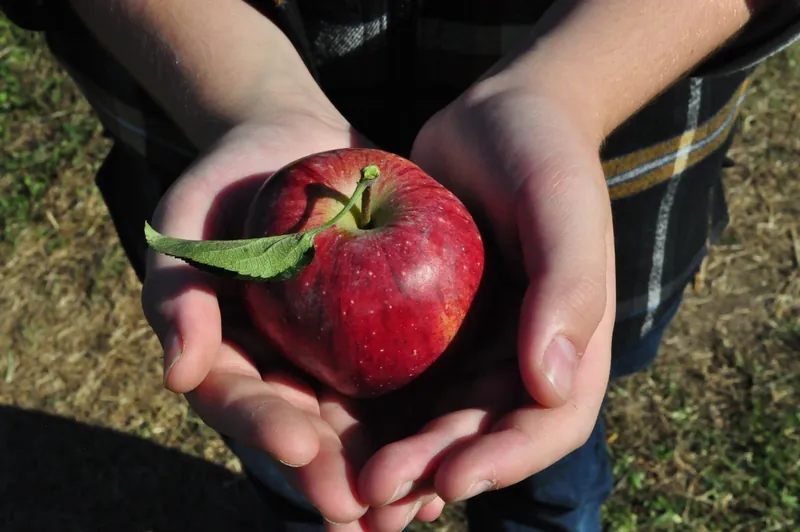 Hands holding a freshly picked red apple, perfect for pick-your-own before lunch at family-friendly cafés