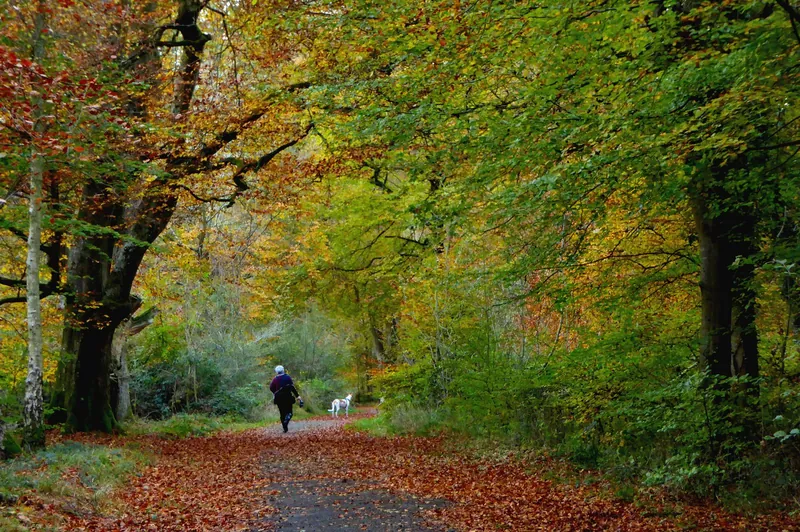 Woodland path covered in copper leaves under golden beech trees, perfect for an October half-term forest break